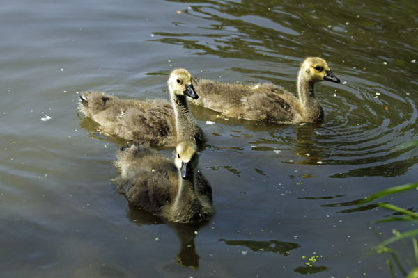 Three month-old baby Canada Geese